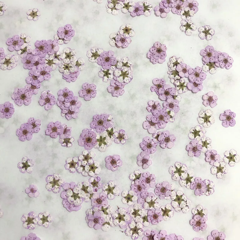 Dried Flower Pressed - Сушеные цветы: прессованные мини-нарциссы, мелкие цветы