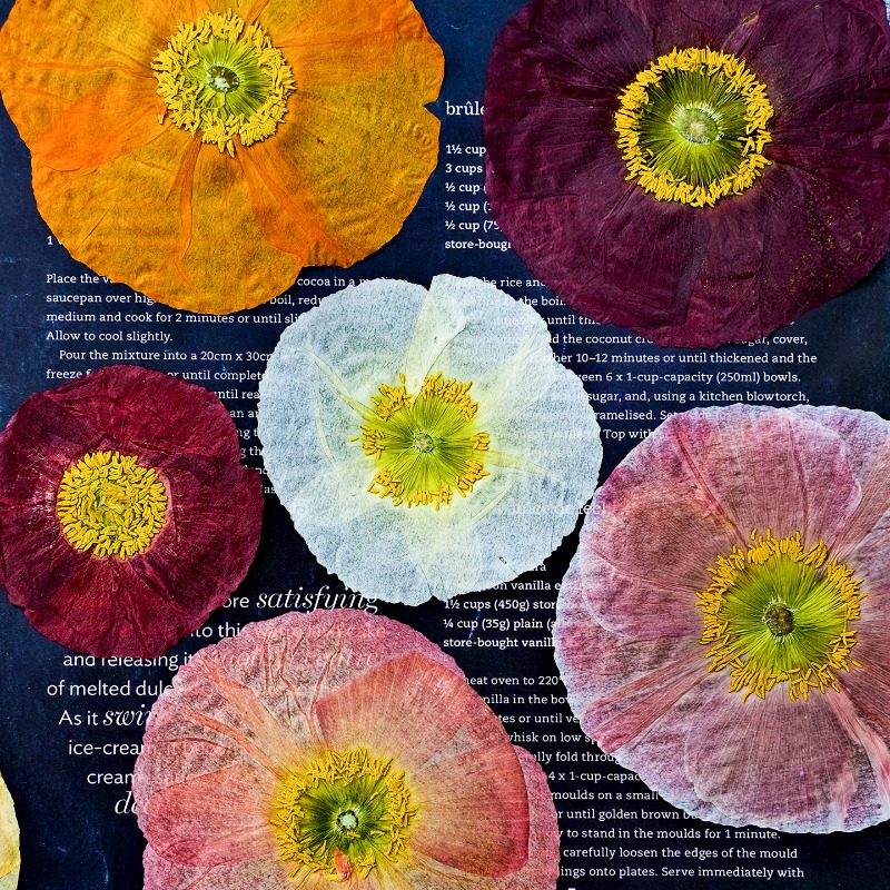 Resin Art For Photo Frame - 1 шт., Натуральные прессованные сухоцветы мака