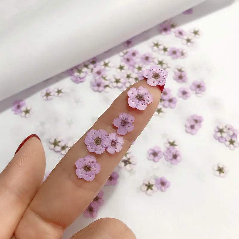 Сушеные цветы: прессованные ми – обзор и цена Dried Flower Pressed
