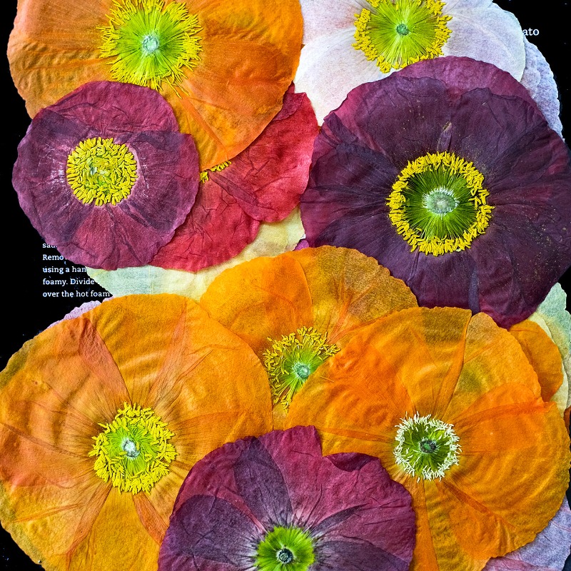 1 шт., Натуральные прессованны – обзор и цена Resin Art For Photo Frame