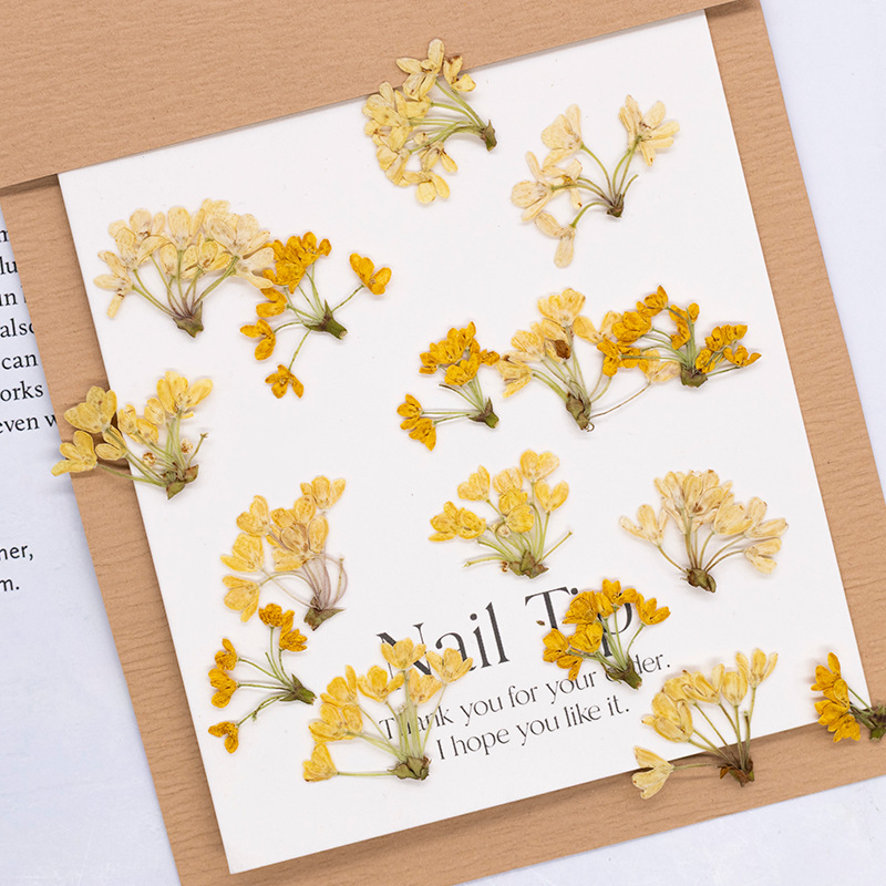 24 шт., натуральные настоящие  – обзор и цена Dried Flower Pressed