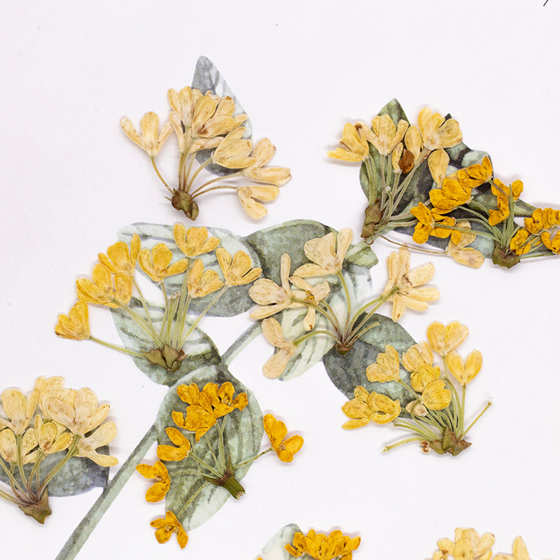 24 шт., натуральные настоящие  – обзор и цена Dried Flower Pressed