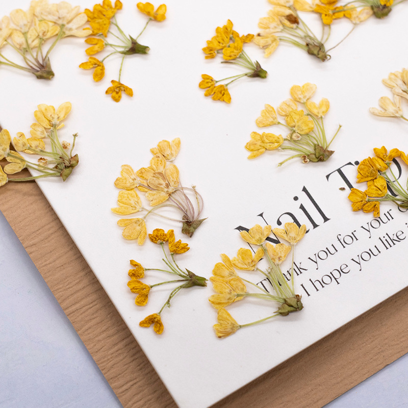 24 шт., натуральные настоящие  – обзор и цена Dried Flower Pressed