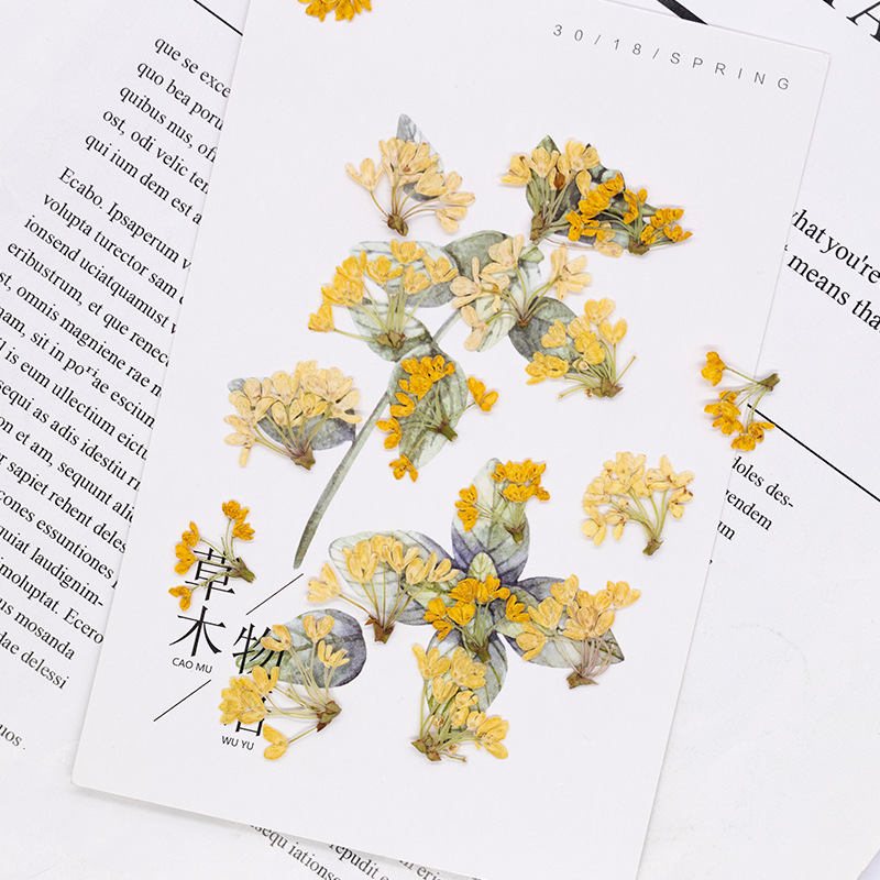 24 шт., натуральные настоящие  – обзор и цена Dried Flower Pressed