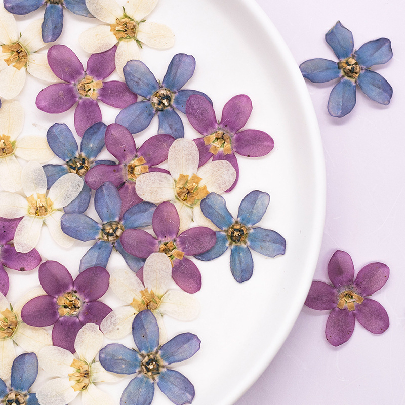 12 шт., прессованный синий зве – обзор и цена Dried Flower Pressed