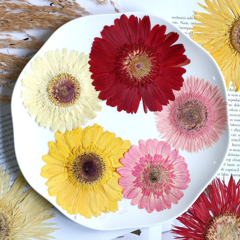 1 шт./7-9 см, прессованные гер – обзор и цена Dried Flower Pressed