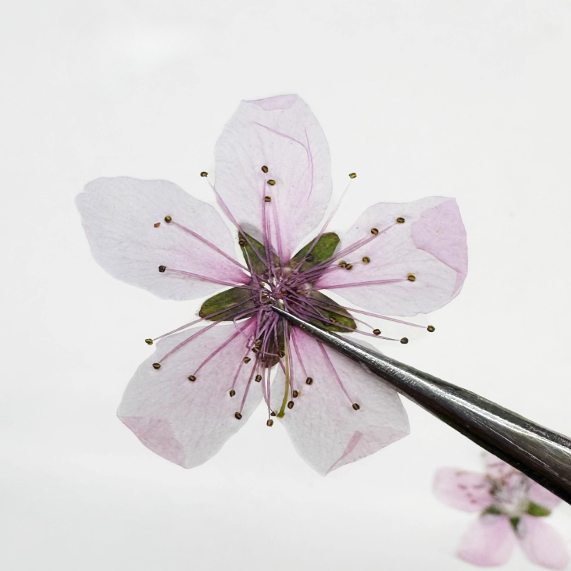 12 шт., натуральные прессованн – обзор и цена Dried Flower Pressed