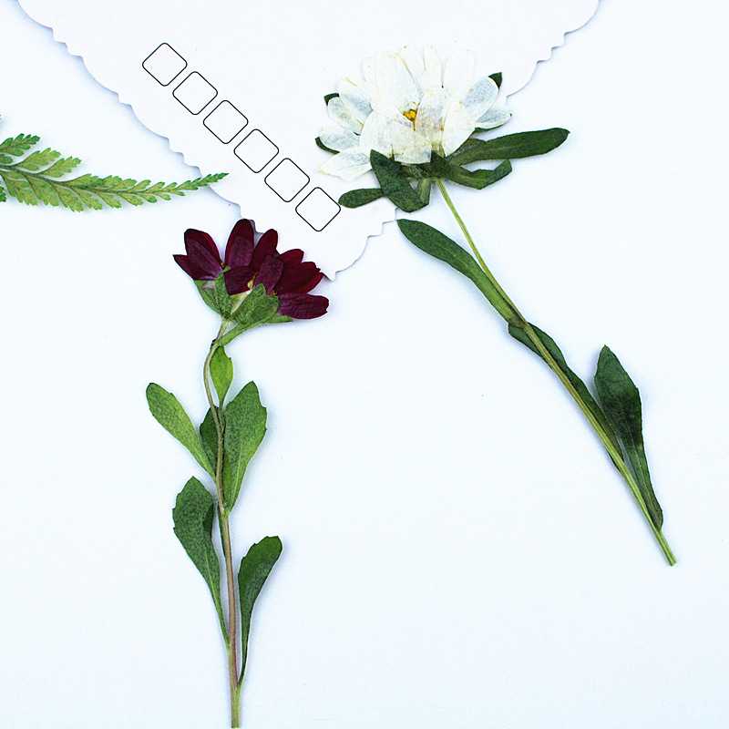 24 шт., миниатюрные прессованн – обзор и цена Dried Flower Pressed